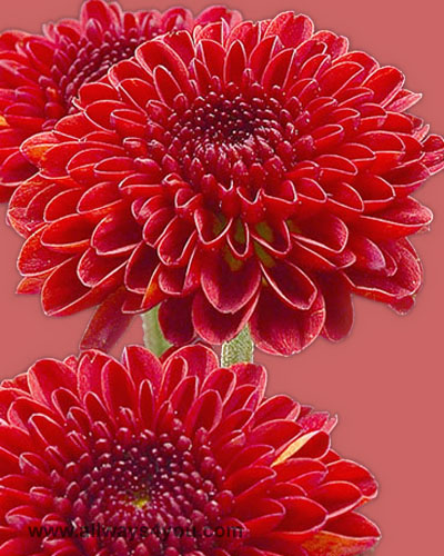 Poms Novelty Red Ole Flowers